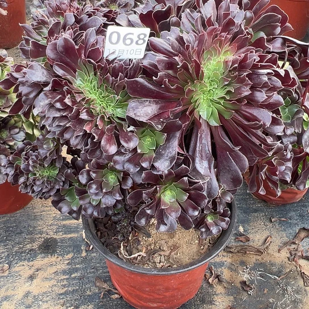 12.10-68欧紫缀多肉