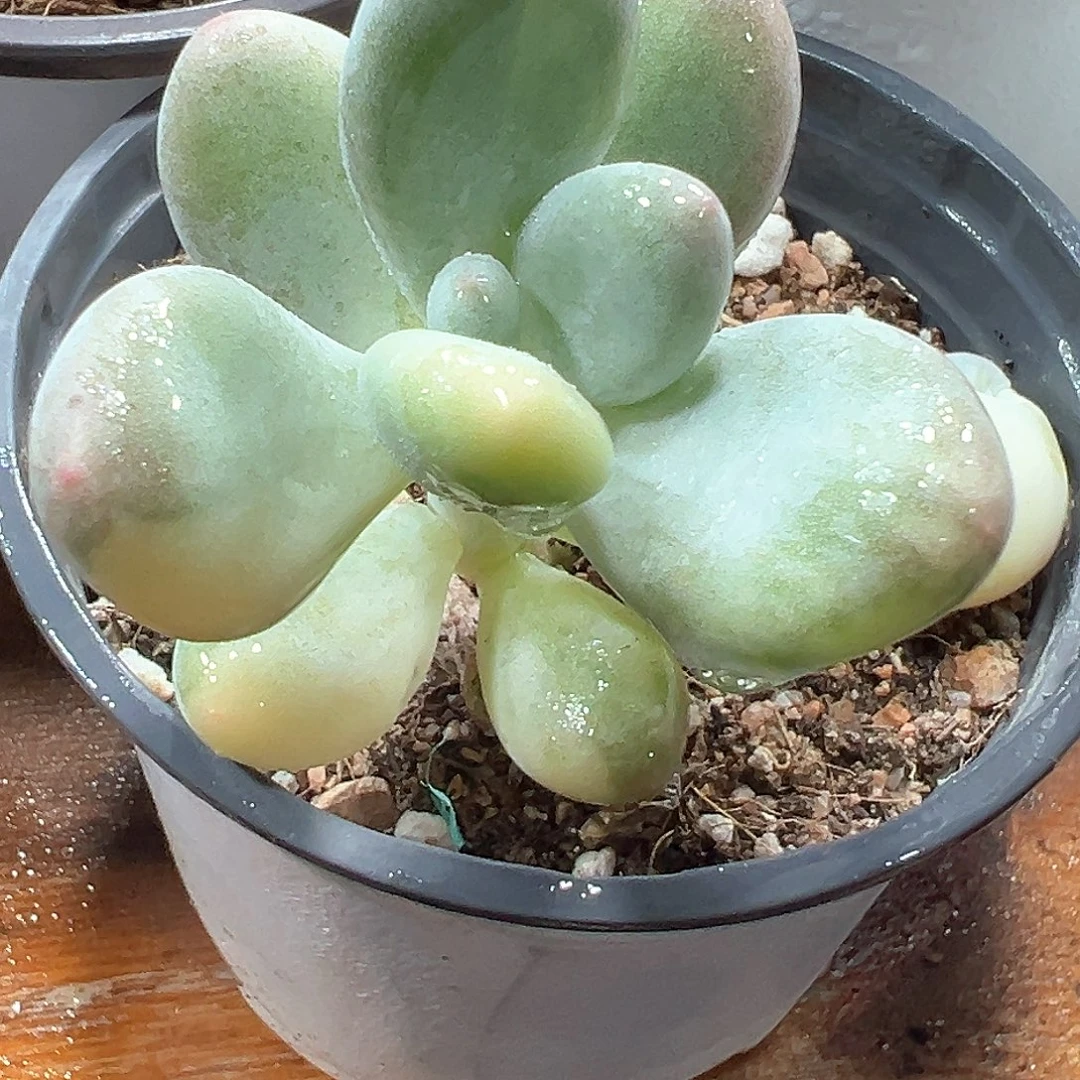 奶酪锦  小方花圃一物一拍