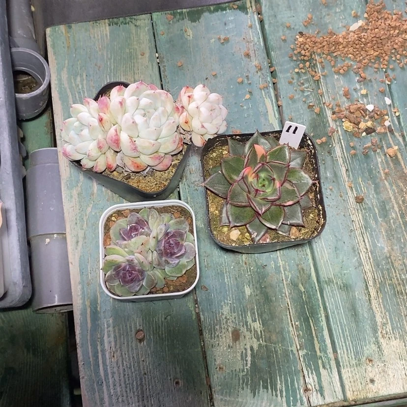 【闪购商品】小*11一筐3颗多肉