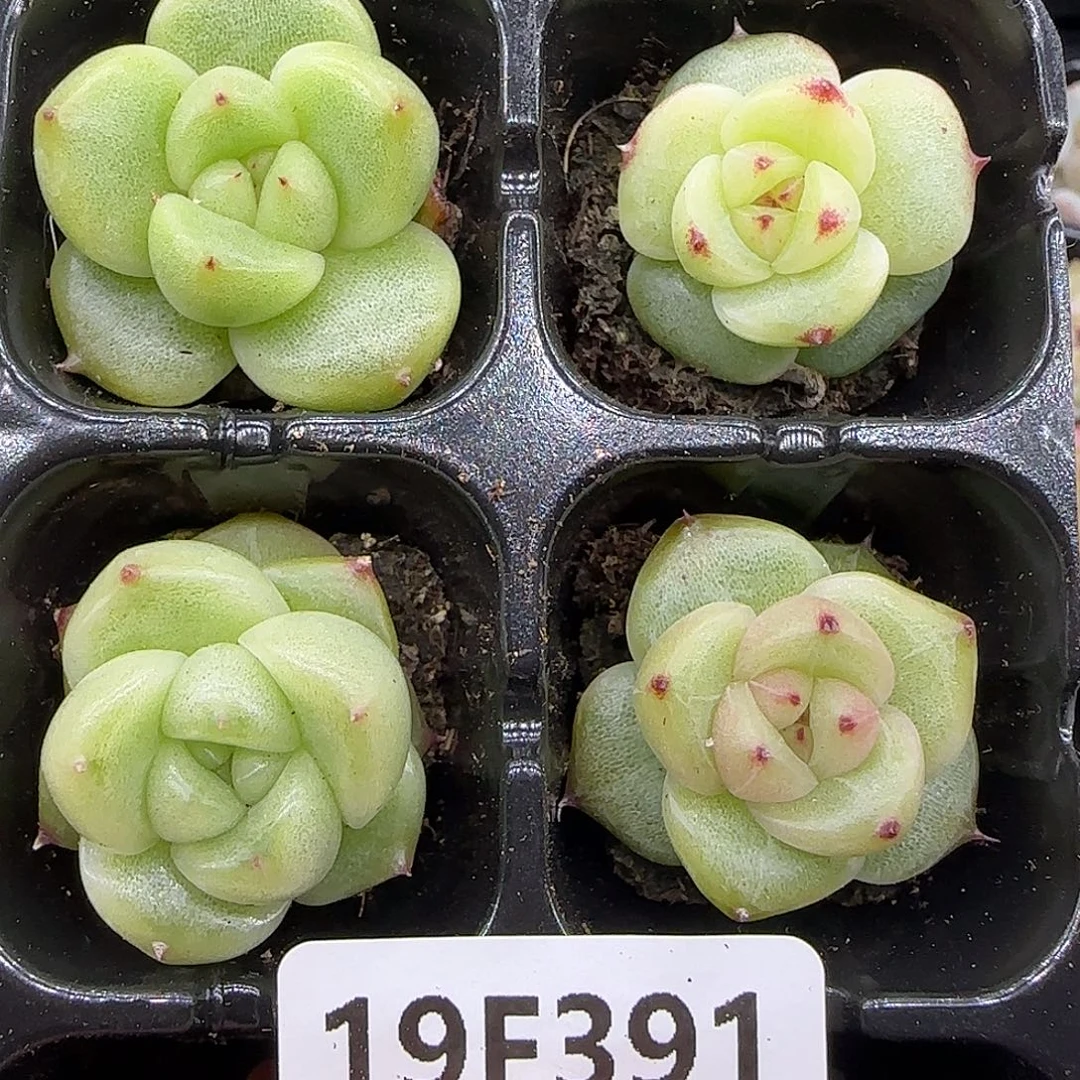 391四颗灯泡心珍妮【满29包邮非偏远】