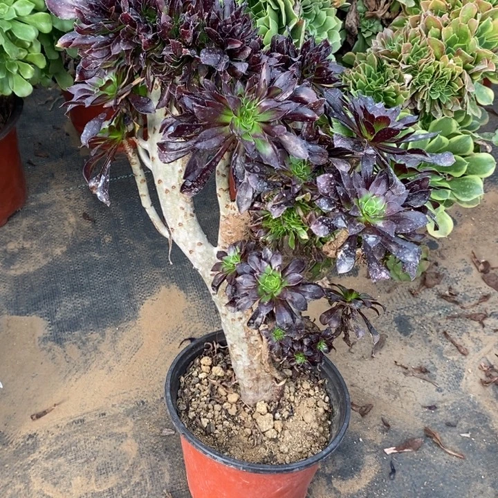 黑缀88多肉植物法师法师