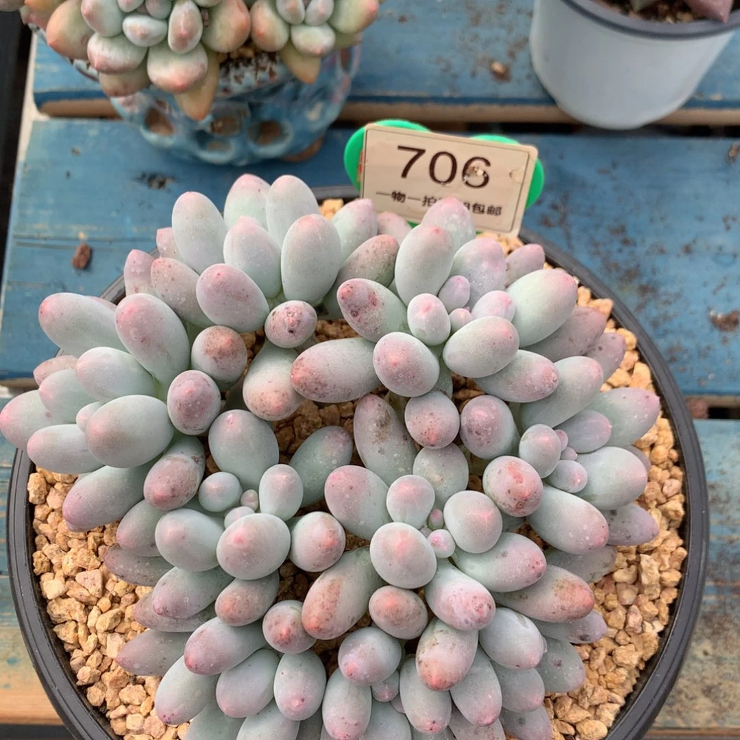 大叶汤圆无砍平头706