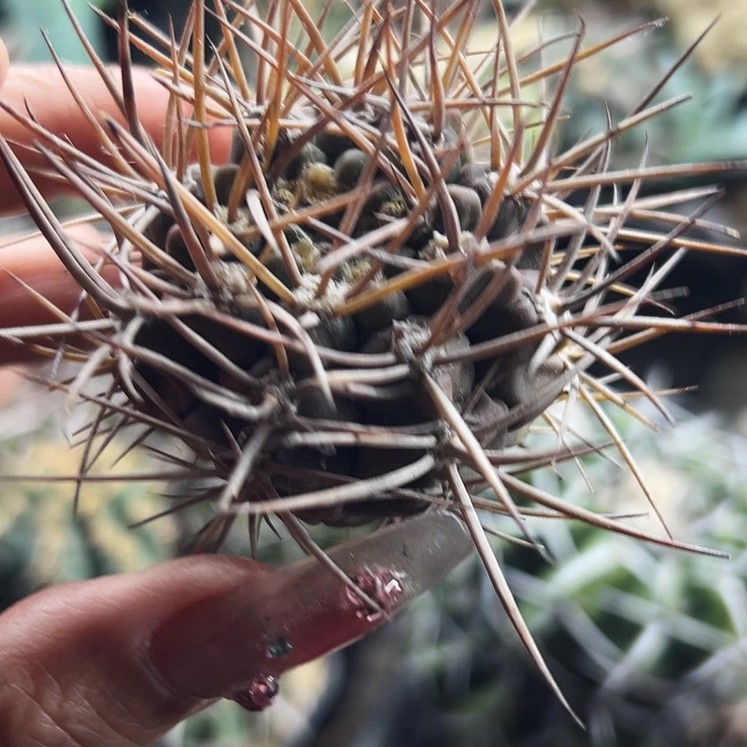 摩天龙有根仙人球666666666