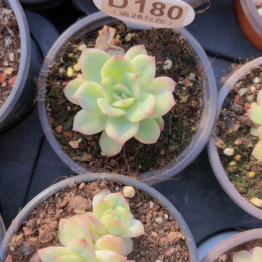 D180泡泡纱裙一物一拍多肉