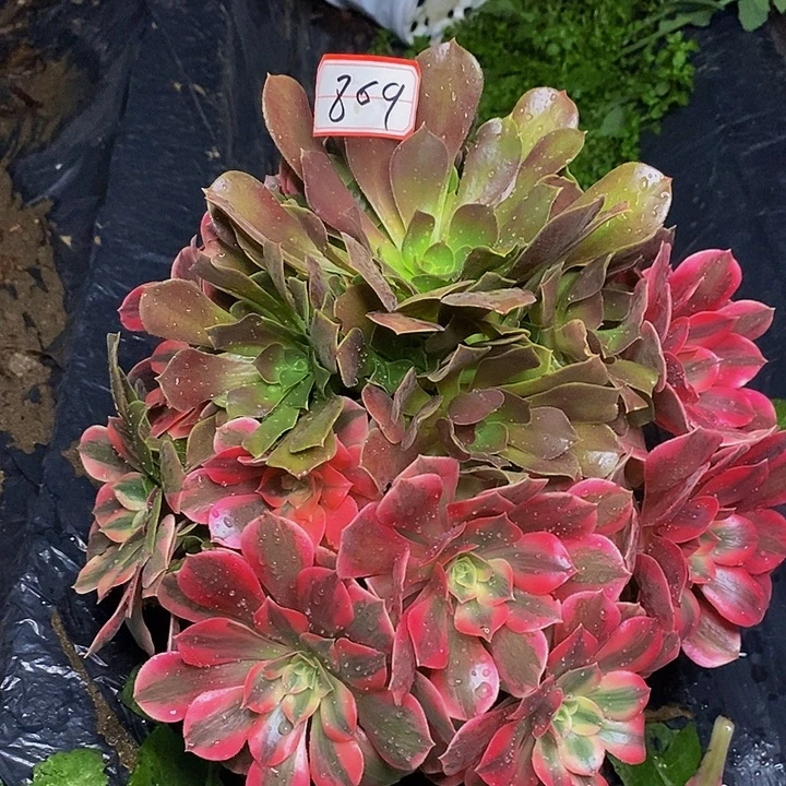 粉女妖 变异老桩捧花869号