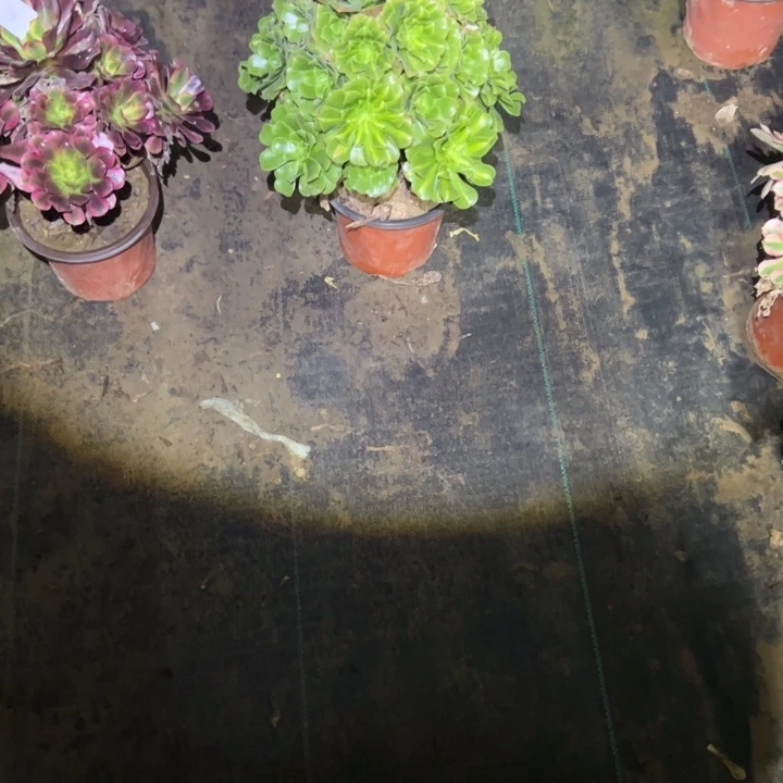 旋****不包侧枝一物一拍179