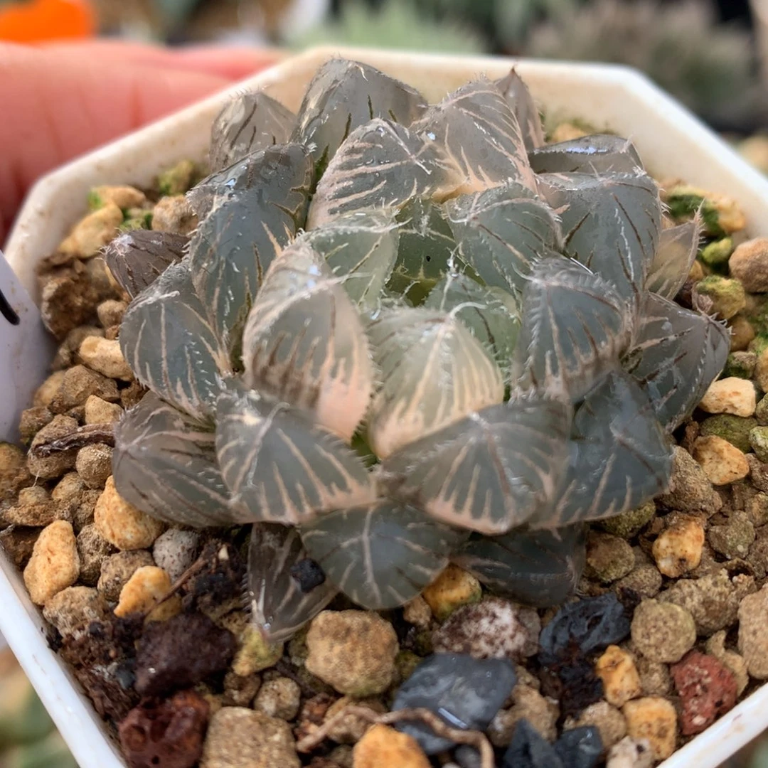 蓝镜玉露锦，带盆一起