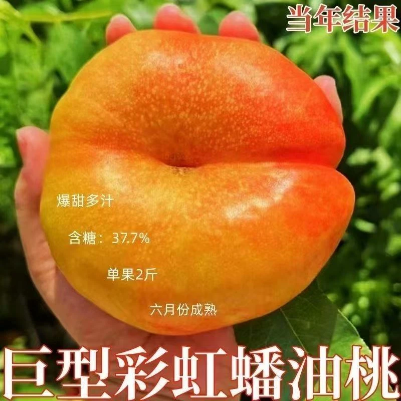 巨型嫁接彩虹蟠桃树苗南北方种植巨型黄金油蟠桃当年结果地栽盆栽