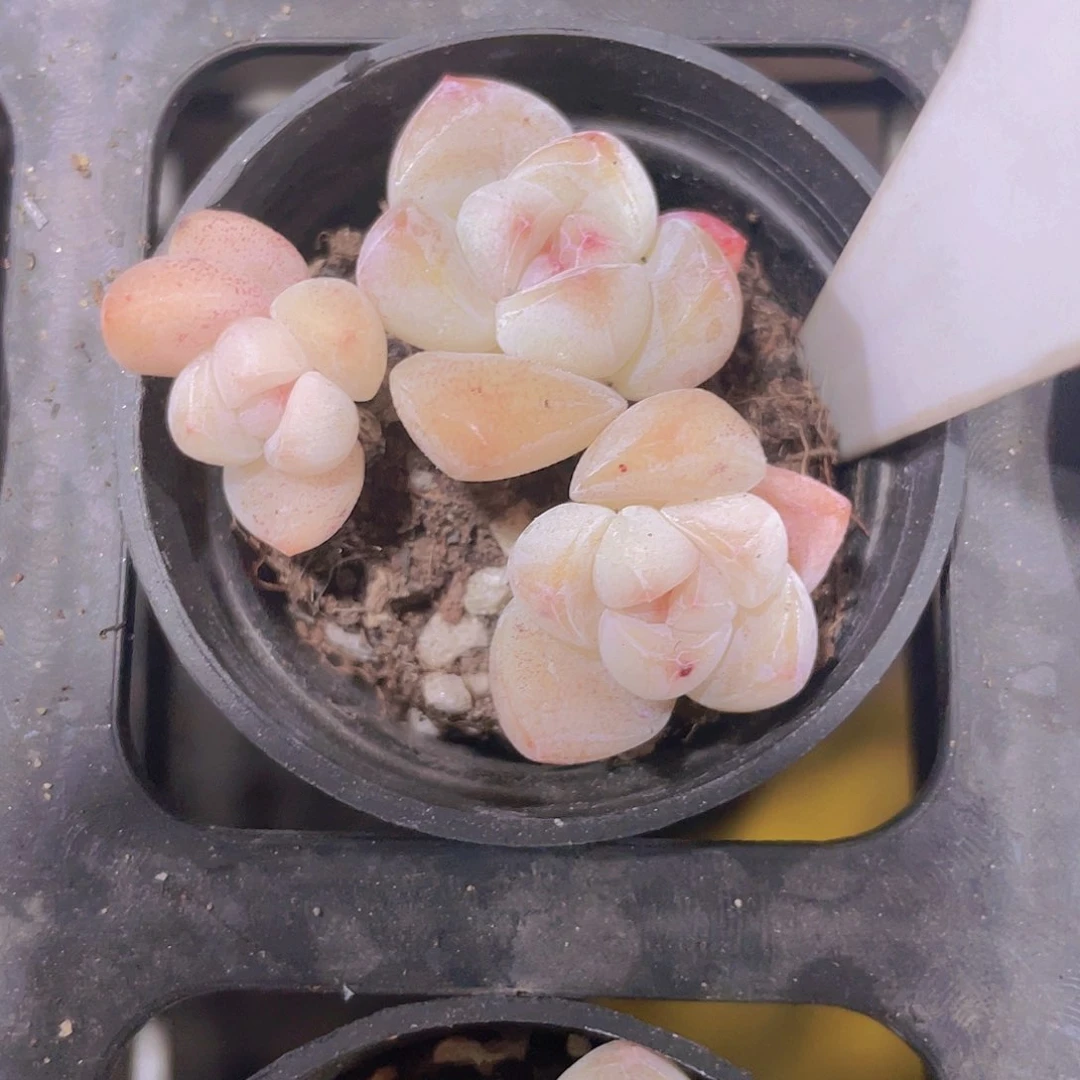 冰玉w066一物一拍