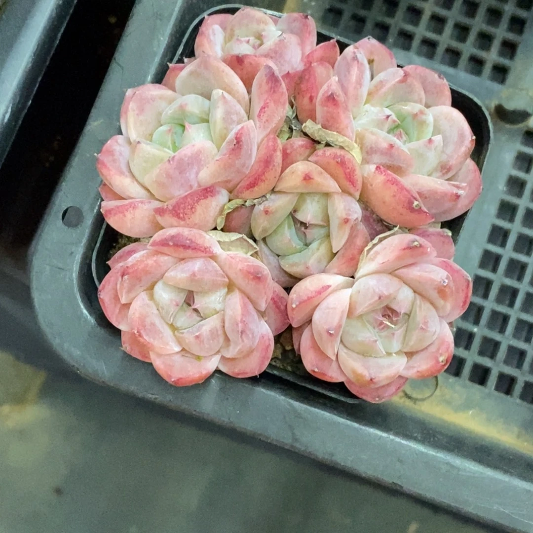 精品多肉一物一拍不包整474