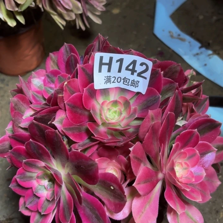 瑞妈多肉植物142