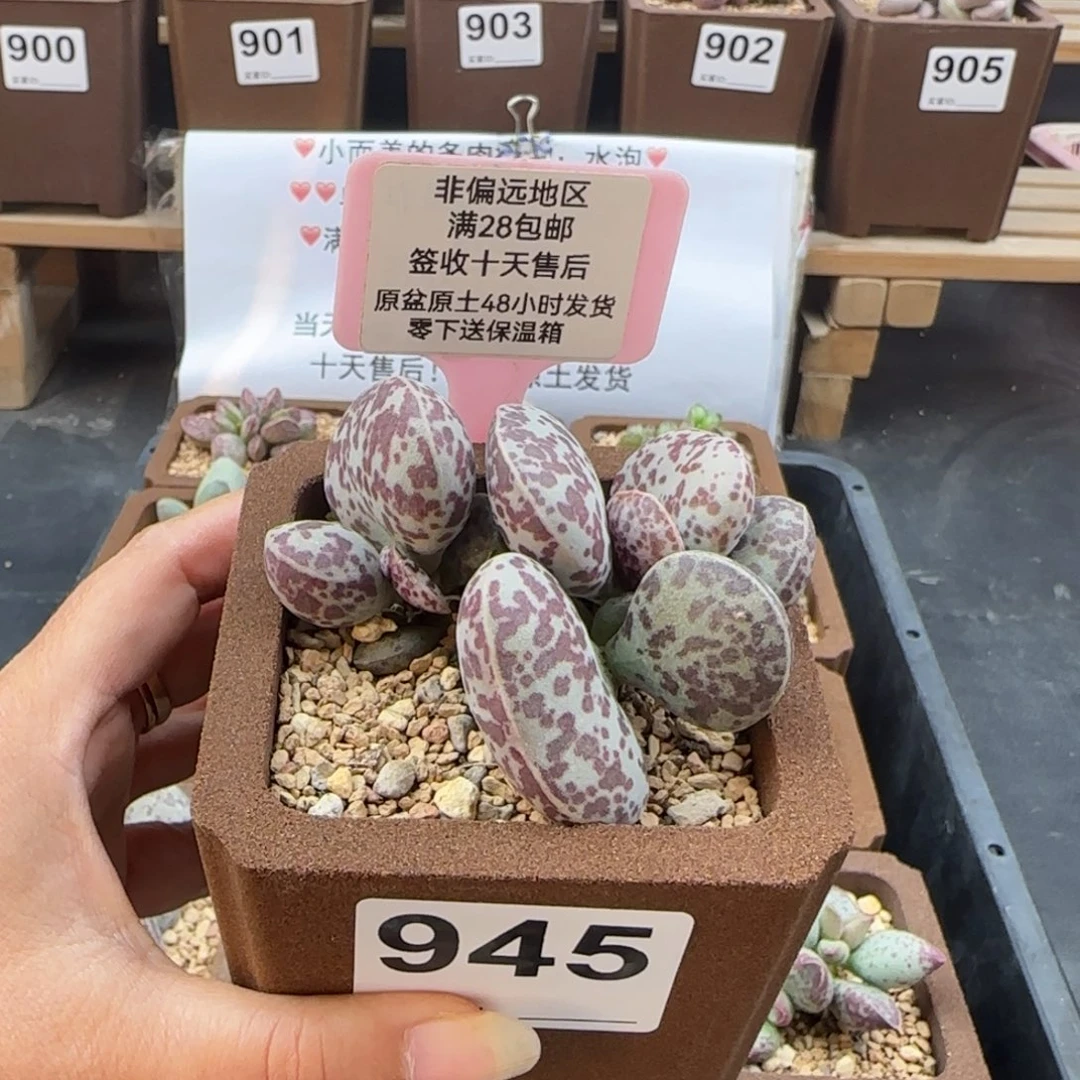 团*团945密斑花旦多肉植物