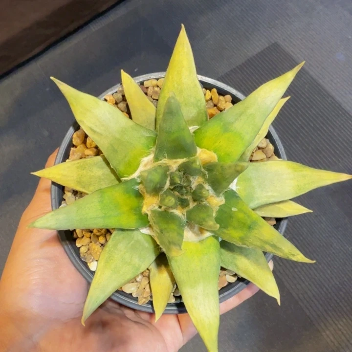 黄白绿3锦融合回国后是彩虹色