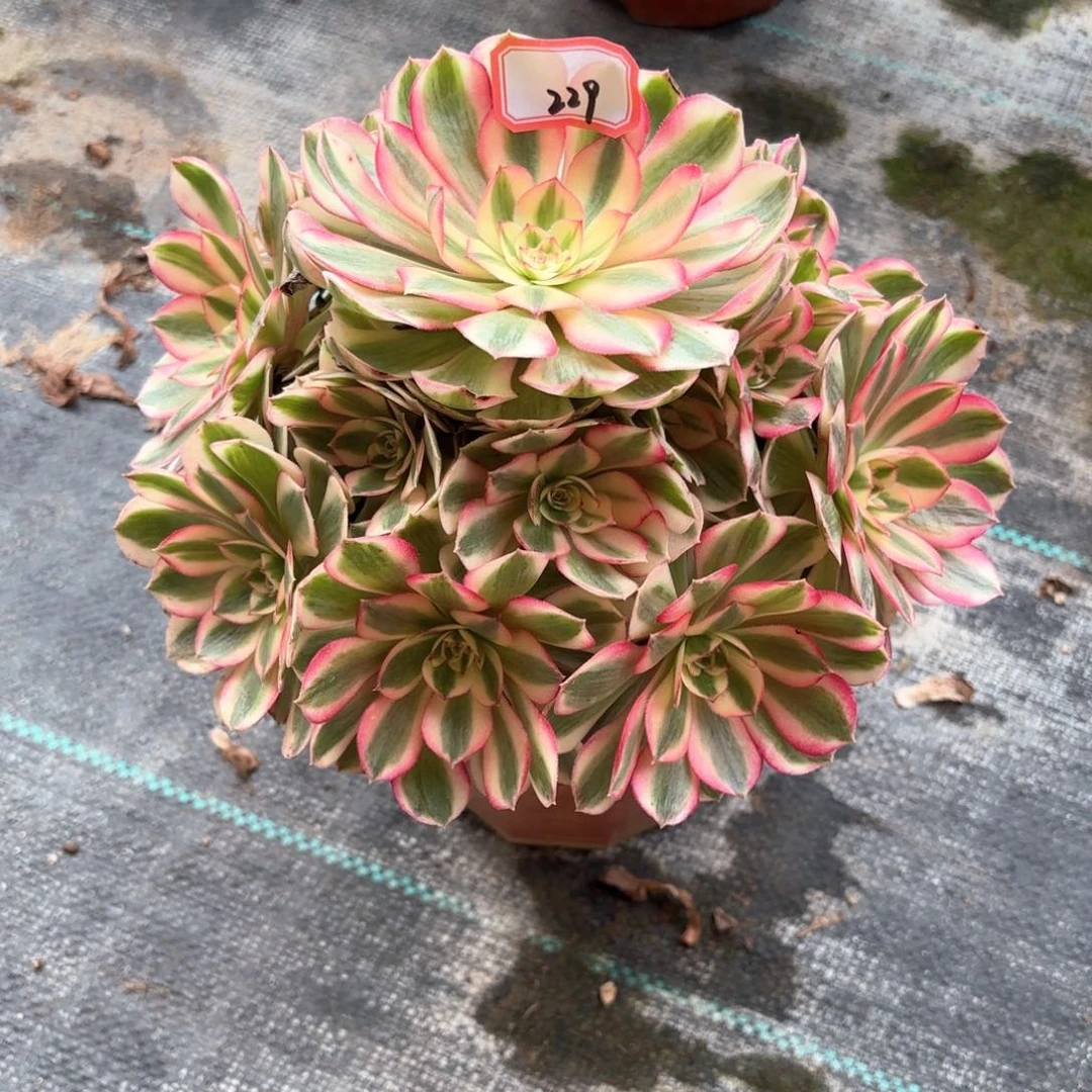 全部花朵229倾城多肉植物