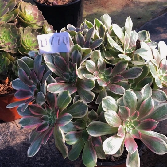 法多肉植物幻莎770