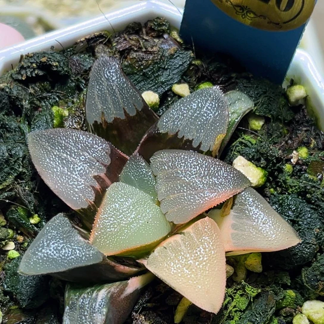 恭喜发财大吉大利0120春春克