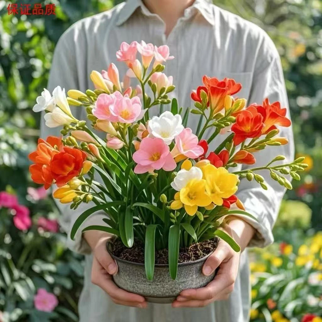 香雪兰种球室内四季可养花卉盆栽颜色丰富