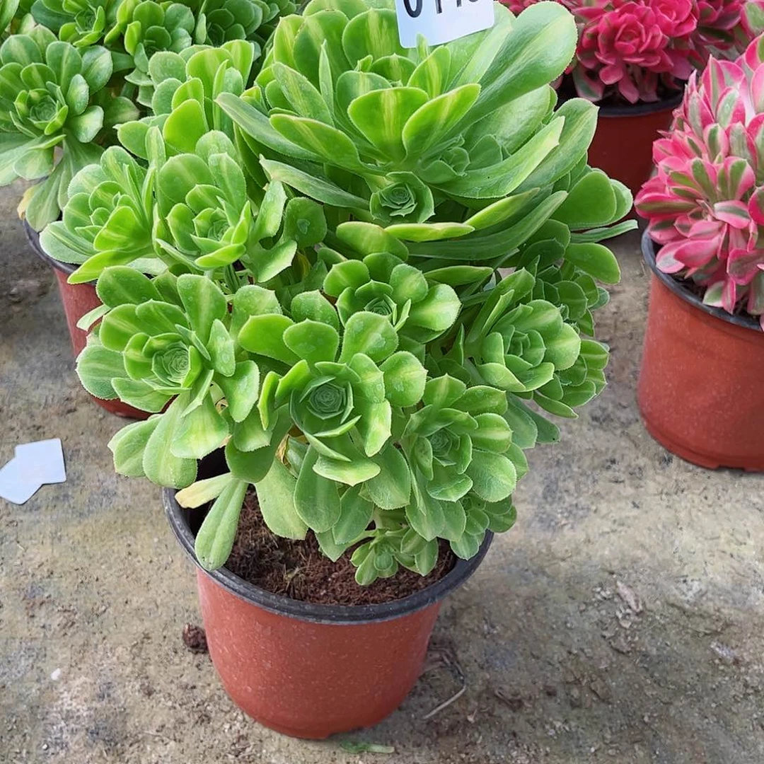 多肉植物148多肉