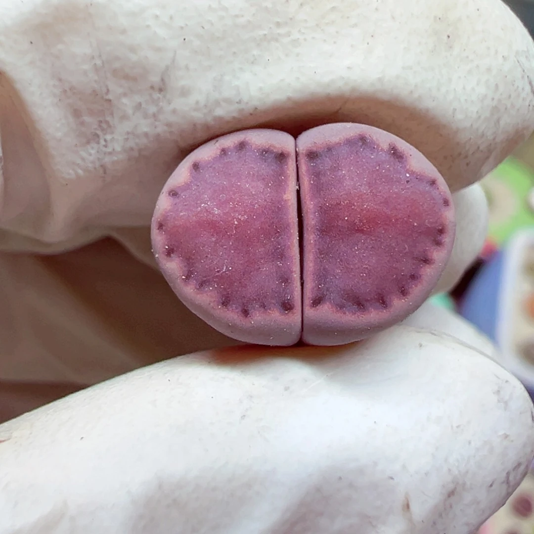 完全开放优秀的肉肉605-53