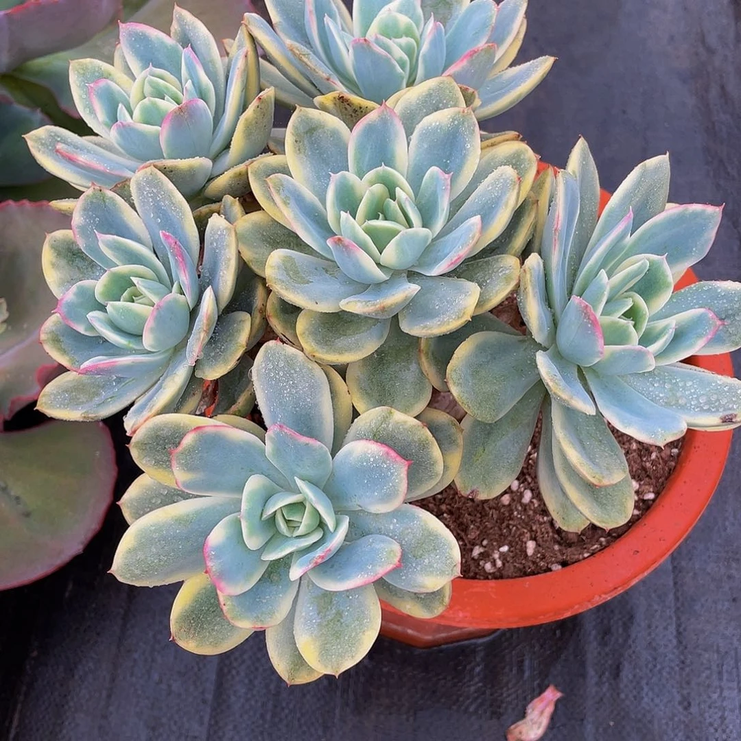 绮啰锦多肉植物群3281