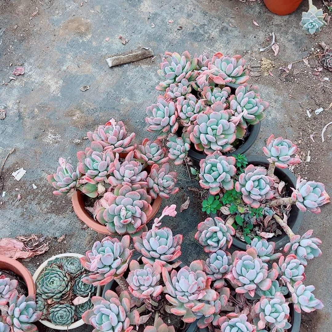 灰姑娘多头群生精品特价