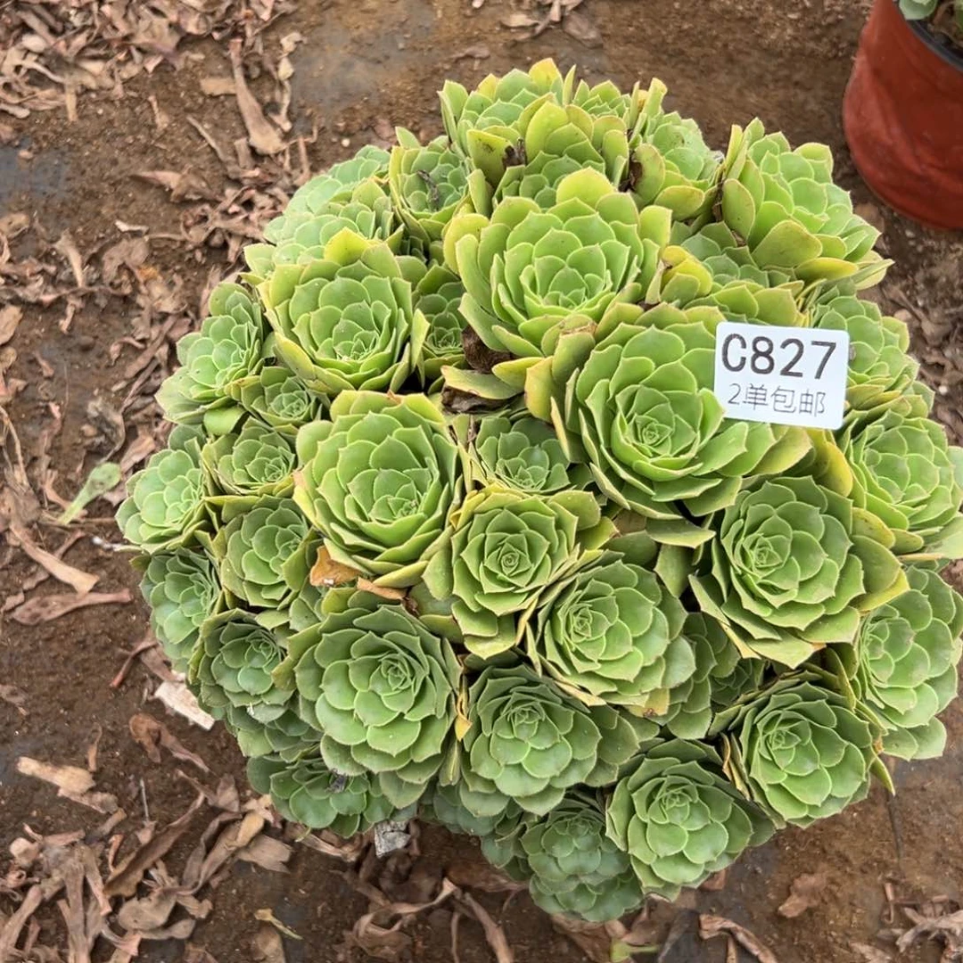 827多肉  绿羊绒 不包断头