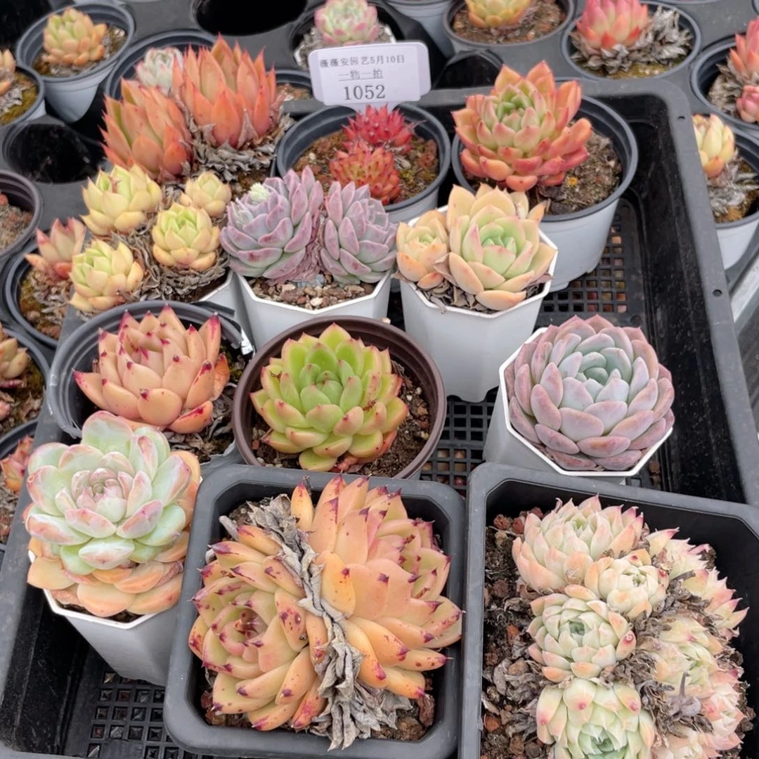 薇薇安园艺多肉1052