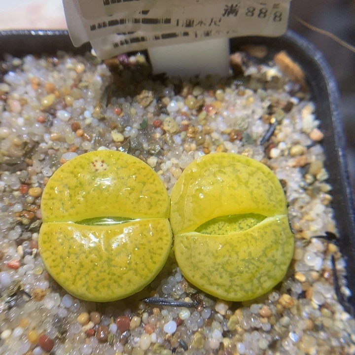 精品生石花26.83