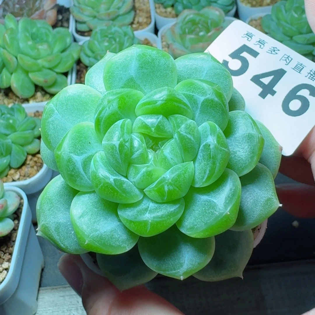 绿体珍妮            精美多肉植物