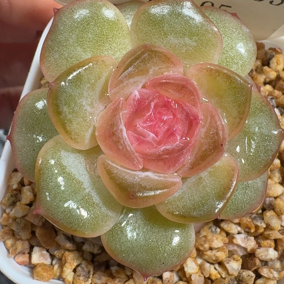 0930-095-粉色单头