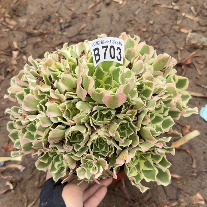 白凤……多肉植物……