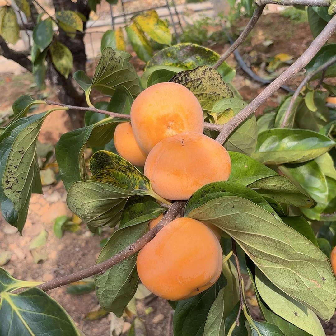 尖柿八五折优惠限购10单恭城高山脆柿