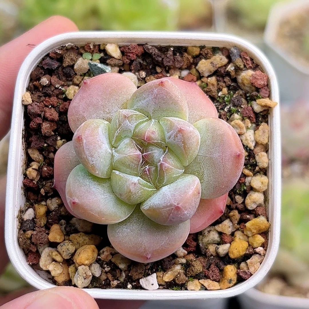 180 新疆西藏内蒙不发货 脱土