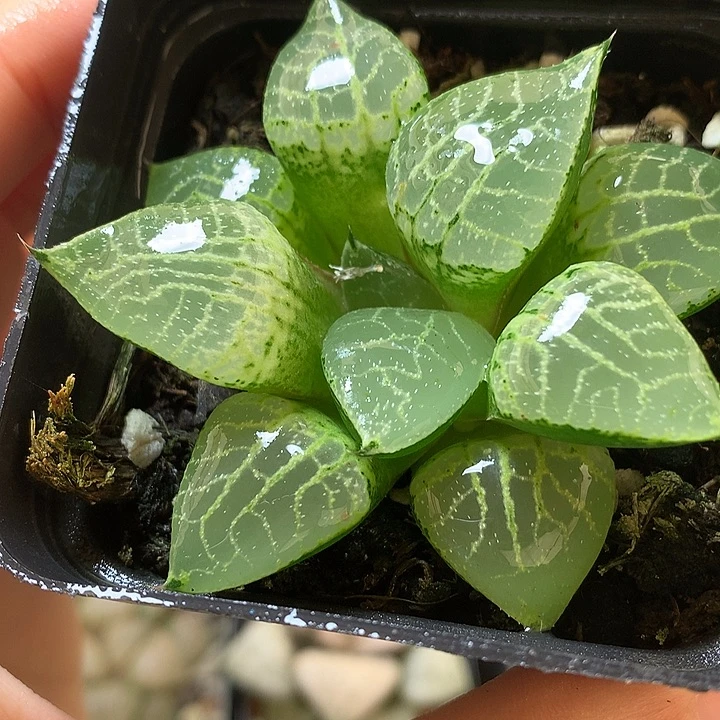 水晶康平101带盆土大火loll