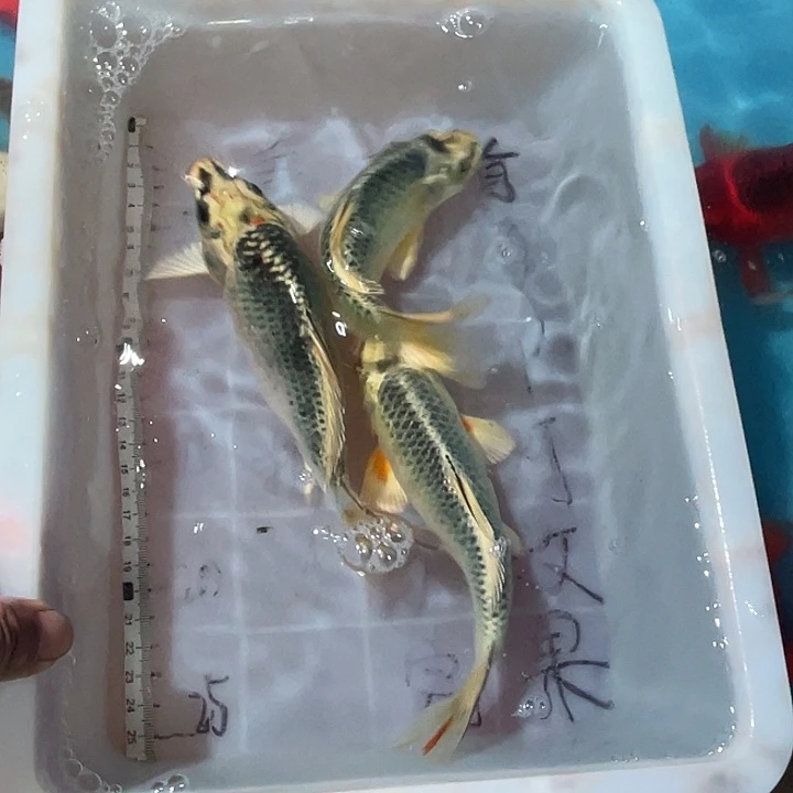 蝴蝶鲤渔场直发86