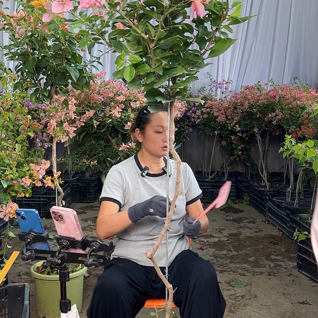 万***长当前无花栽培后可以开花B67变色龙