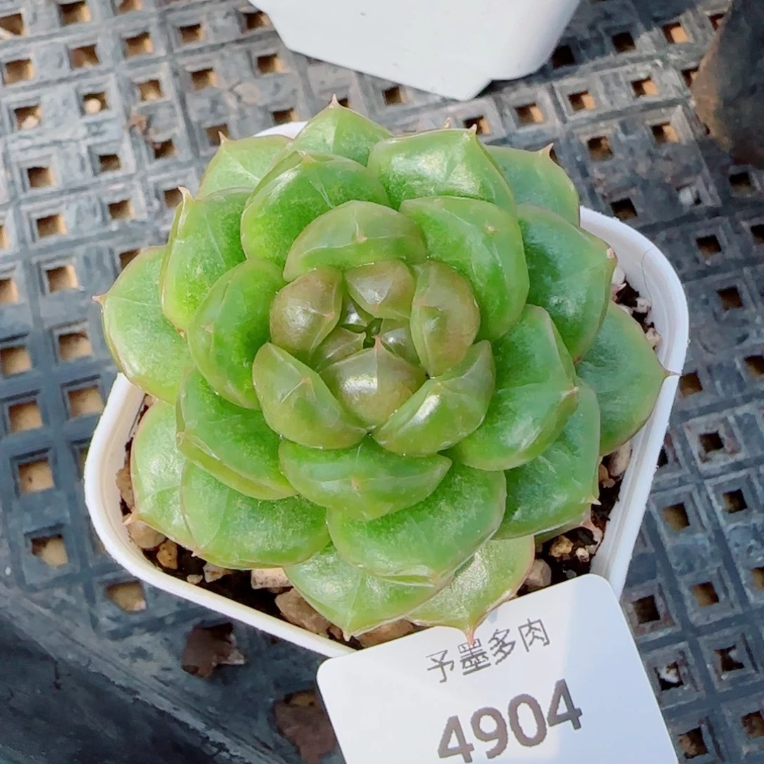 糖果珍妮，4904多肉植物