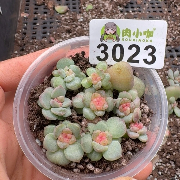 多肉植物多肉植物