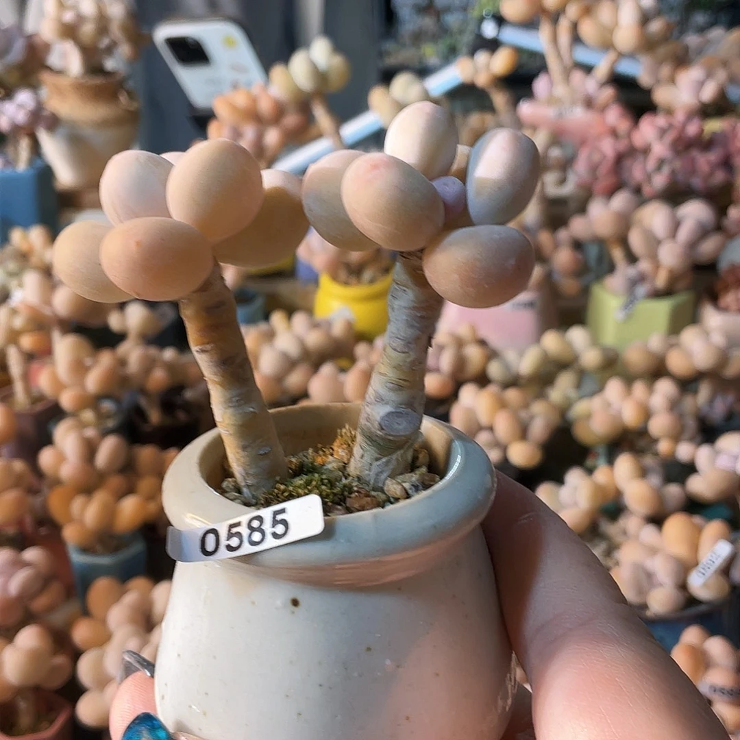 N****多肉植物的生长发育和生长