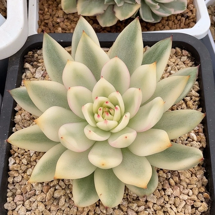 摩根宽锦。 锦龙一物一拍