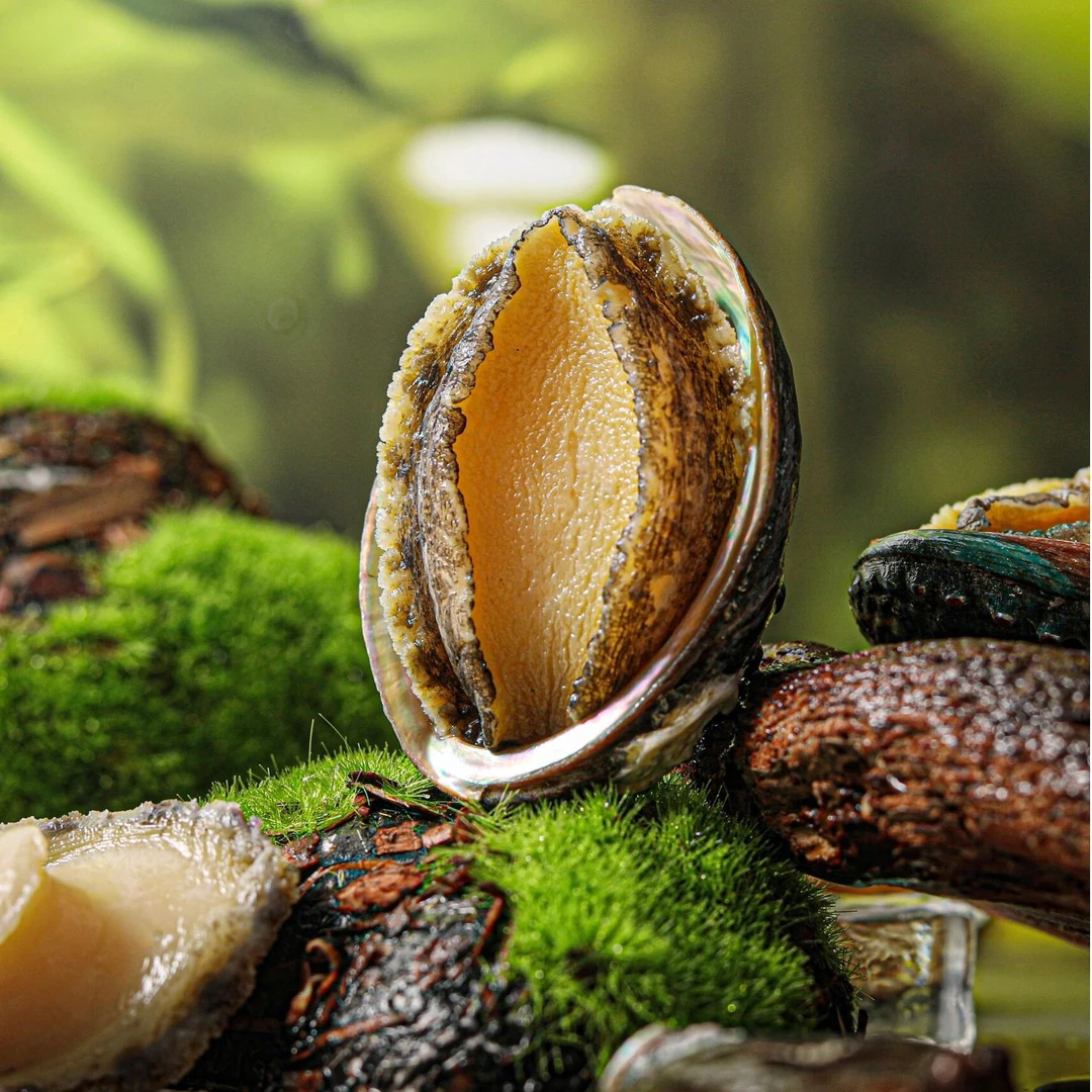 【鲍鱼】鲜鲍速达・一口咬下大海的鲜甜【多规格】