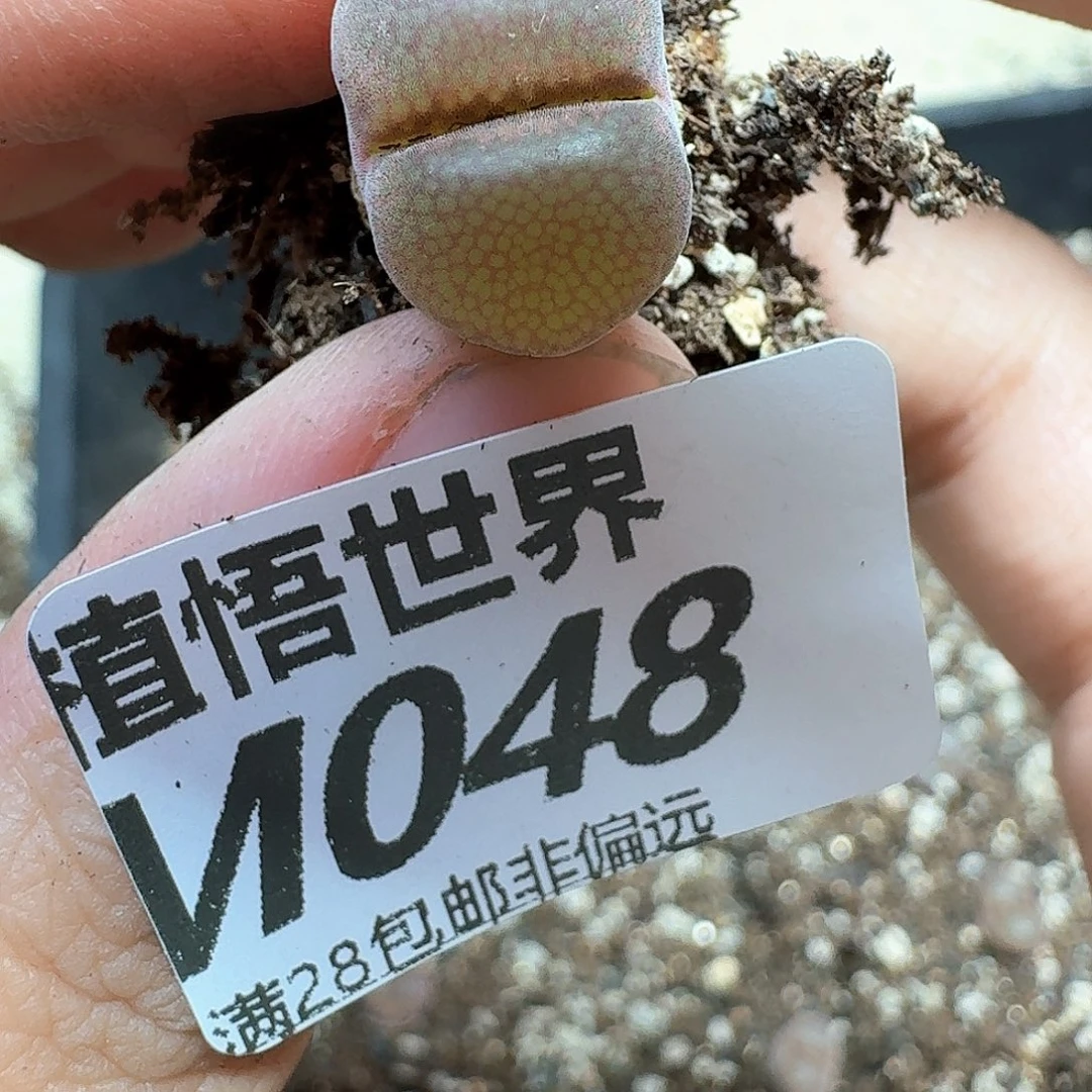多肉植物的人生额分