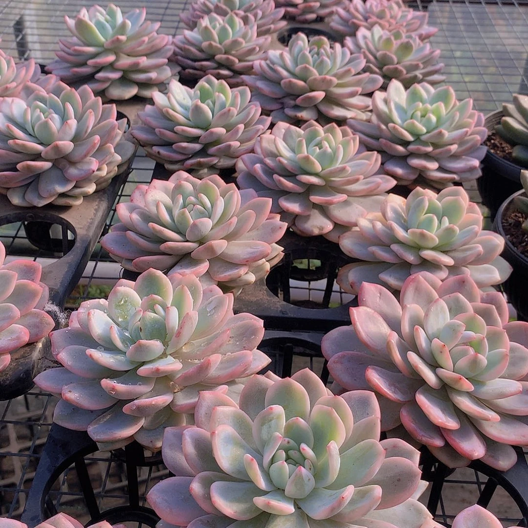 梦露锦E让她以后oooo356788