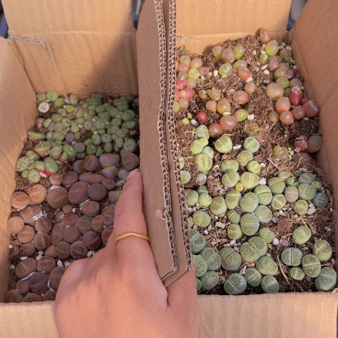 一箱两层000000000001