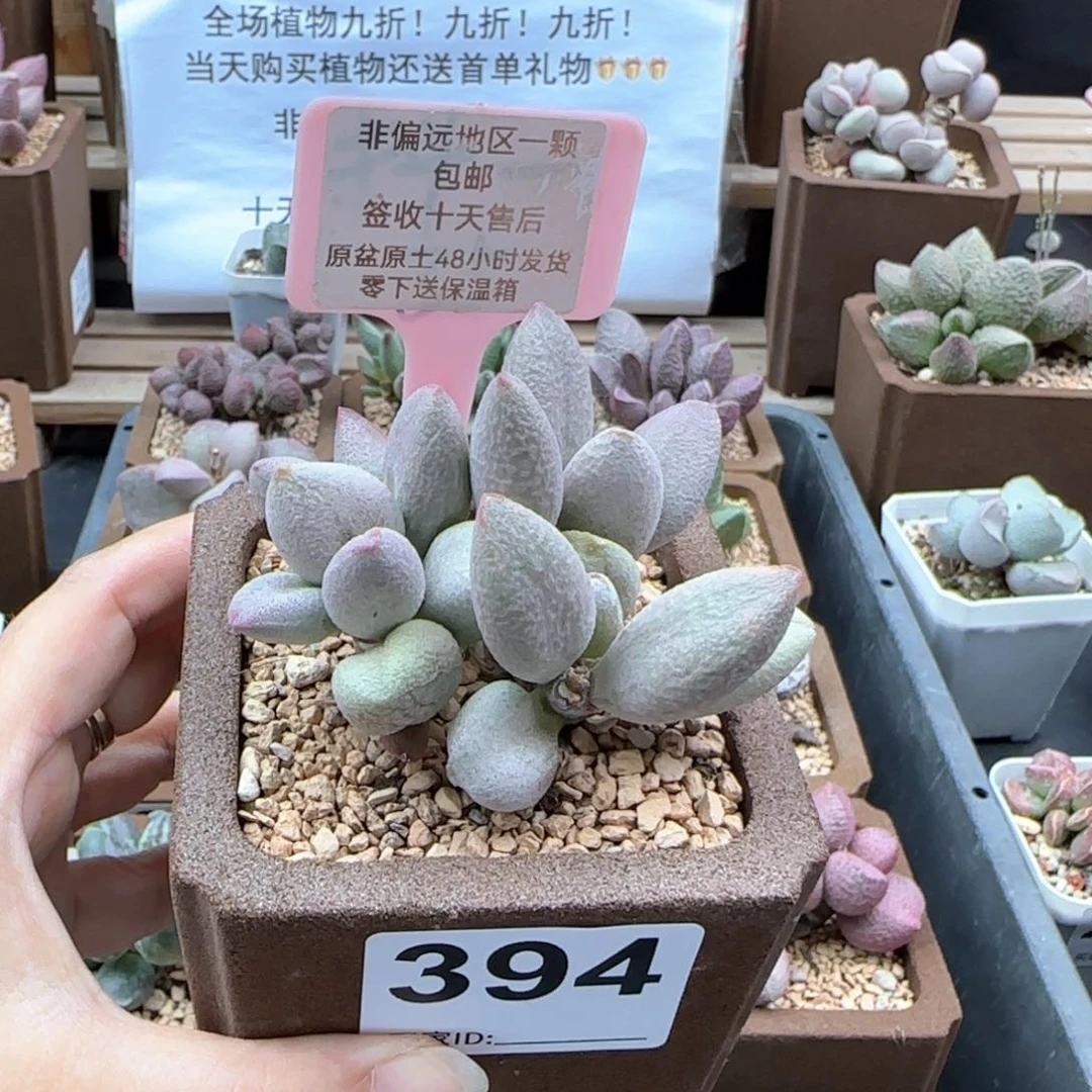 394哈弗多肉植物