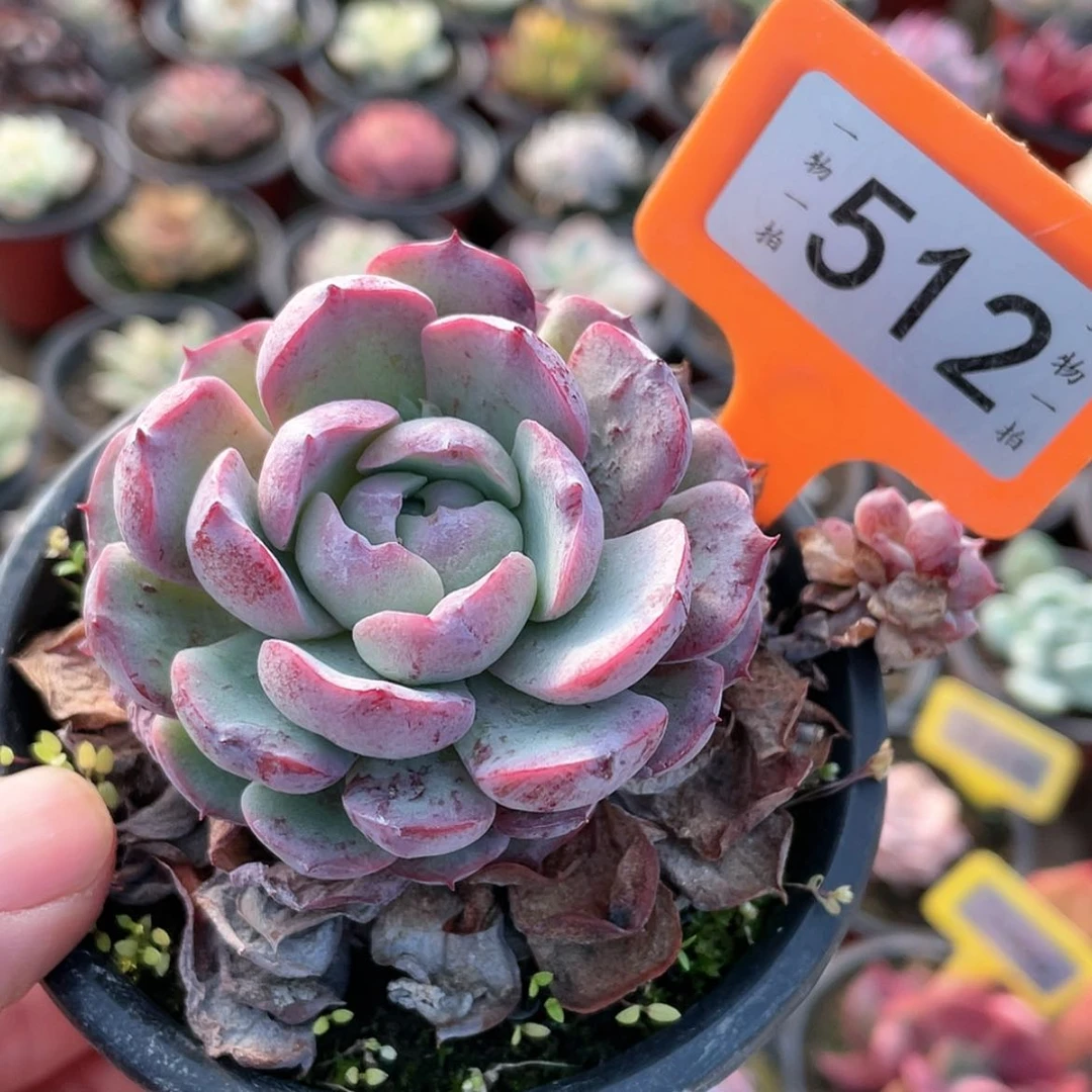 【闪购商品】512号