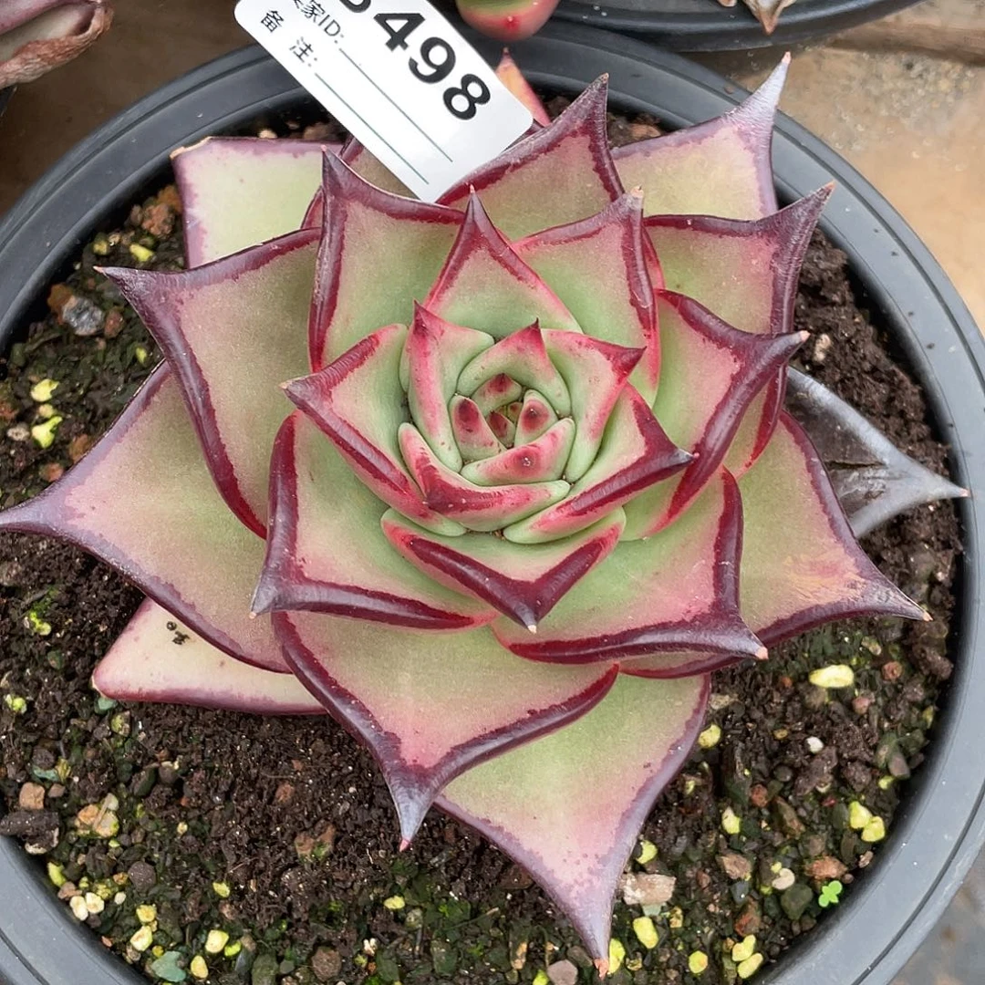 若如东云单拍B498