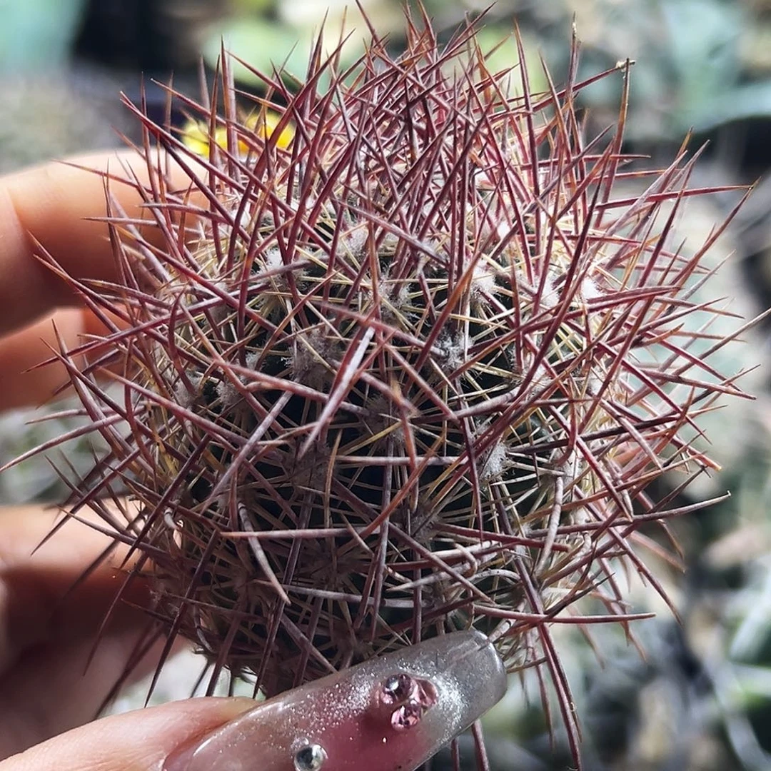 英冠仙人球66666666