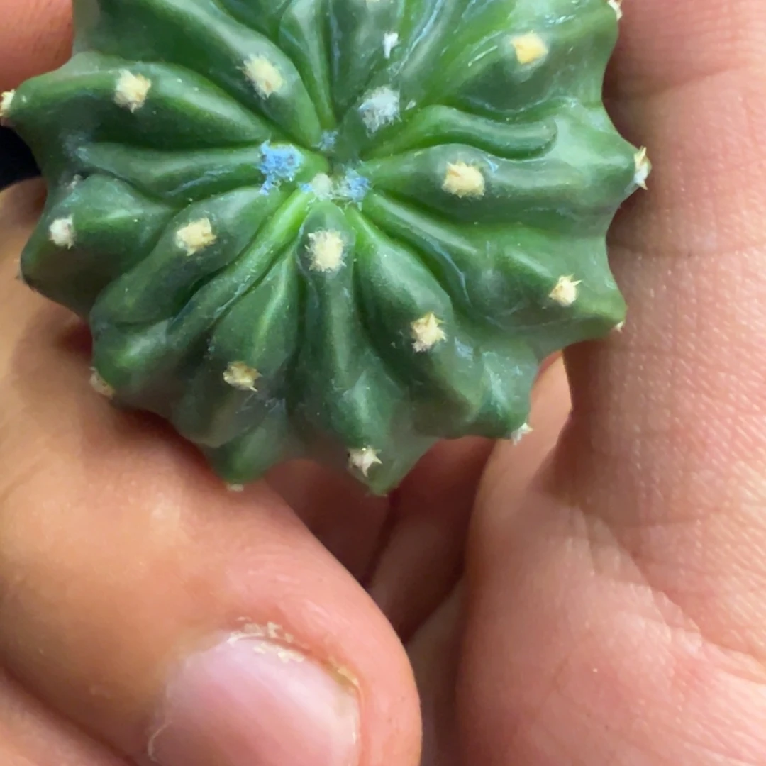 顾***佑完全开放仙人球一物一拍