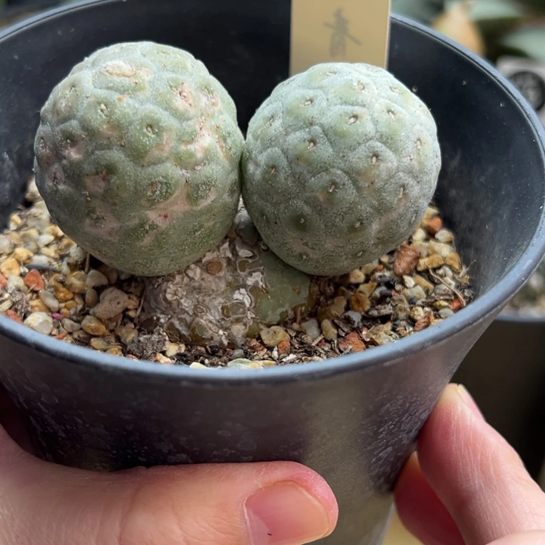 自根米奇无刺习志野群有疤